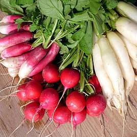 Radish (Organic) Seeds - Mixed