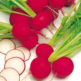 Radish Seeds - Scarlet Globe