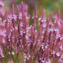 Verbena hastata f. rosea Pink Spires