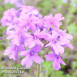 Verbena Homestead Purple