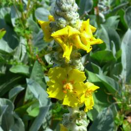 Verbascum bombyciferum Arctic Summer