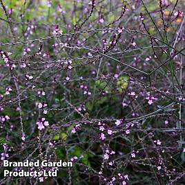 Verbena officinalis var. grandiflora Bampton