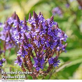 Verbena hastata Blue Spires