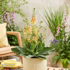 Verbascum Peach Champagne