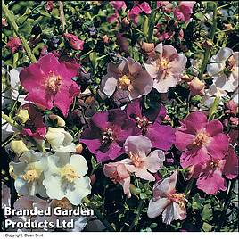 Verbascum phoeniceum (Hybrids)