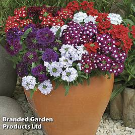 Verbena Quartz Mixed F1 Hybrid