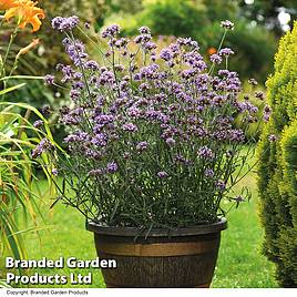 Verbena bonariensis Royal Dreams