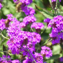 Verbena rigida Santos Purple