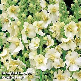 Verbascum phlomoides Snow Maiden