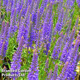 Veronica Inspire Blue