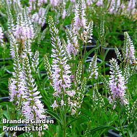Veronica Inspire Pink