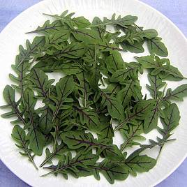 Leaf Salad Wild Dragons Tongue - Seeds