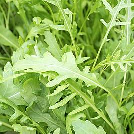Rocket - Seeds