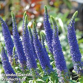Veronica spicata Royal Candles