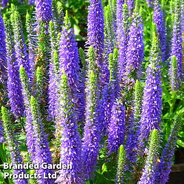 Veronica spicata Ulster Dwarf Blue