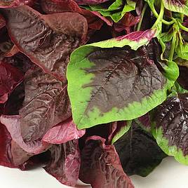 Salad Leaves Andean Superfood Mix - Seeds