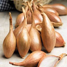 French Grey Shallots 20 Bulbs for Planting or Eating. Great Taste and Smell  