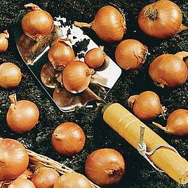 Shallot Bulbs - Red Sun
