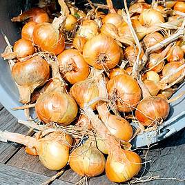 Shallot Golden Gourmet (Spring planting)