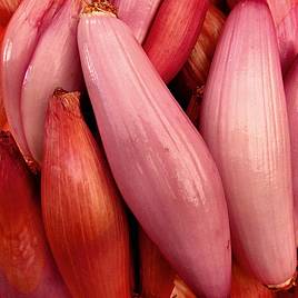 Shallot (Banana) Simiane - Seeds