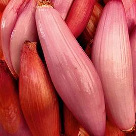 Shallot (Banana) Seeds - Simiane