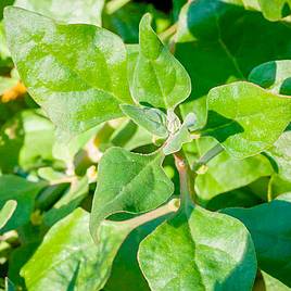 Spinach Seeds - New Zealand