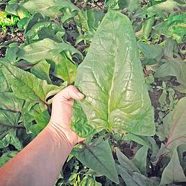 Spinach Seeds - Gigante dInverno