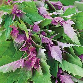 Tree Spinach - Seeds
