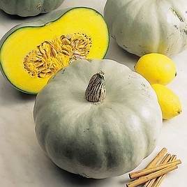 Squash Seeds - F1 Crown Prince