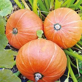 Pumpkin Amazonka - Seeds