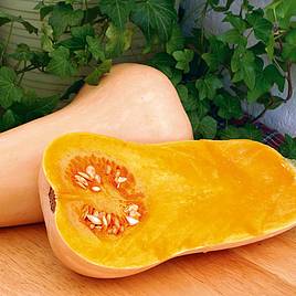 Squash F1 Hunter - Seeds