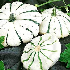 Squash Jaune et Vert - Seeds