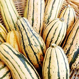 Squash Honeyboat - Seeds