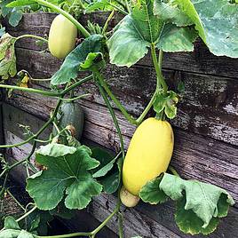 Squash Vegetable Spaghetti - Seeds