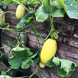 Squash Seeds - Vegetable Spaghetti