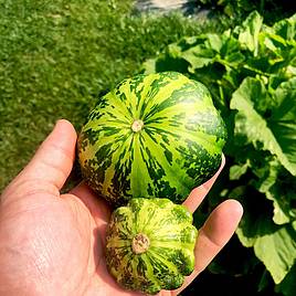 Squash Patty Pan Greendisc F1 - Seeds