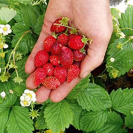 Strawberry Seeds - Regina