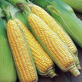 Sweet Corn Seeds - F1 Swift