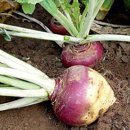 Swede Tweed