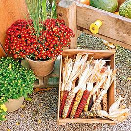 Sweetcorn (Popcorn) Fiesta - Seeds