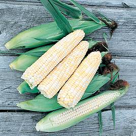 Sweet Corn Seeds - Double Standard