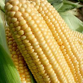 Sweet Corn Seeds - F1 Goldcrest