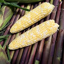 Sweetcorn Picasso