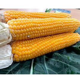 Sweet Corn Seeds - Snobaby F1