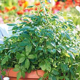 Herb Of Life - Jiaogulan (Botanical Infusions Plants)