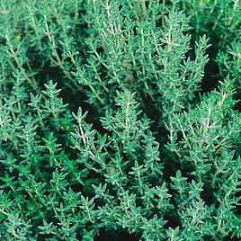 Herb Seed - Thyme Common