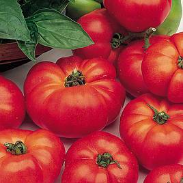 Tomato Seeds - Marmande (Determinate)