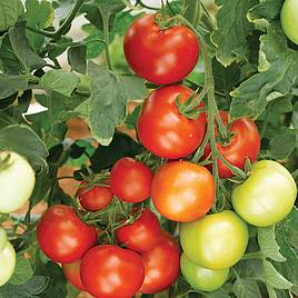 Tomato Moneymaker (Grafted)