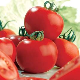 Tomato Seeds - Ailsa Craig (Indeterminate)