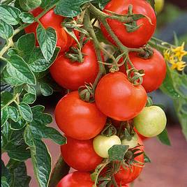 Tomato Alicante (Indeterminate) - Seeds